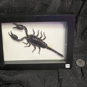 Scorpion in Art Form